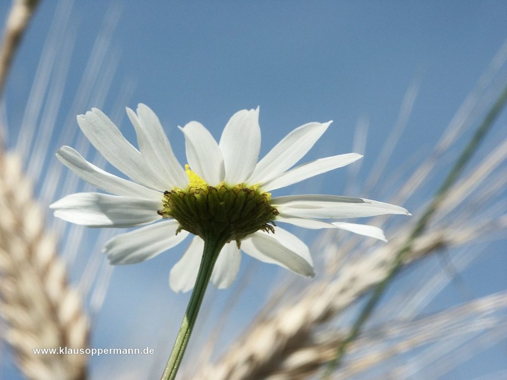 bluete 001