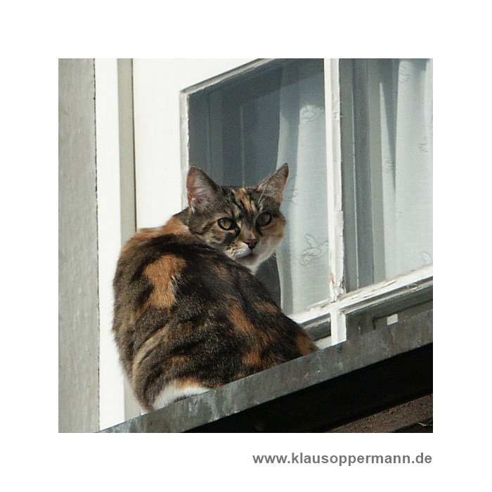 katze03