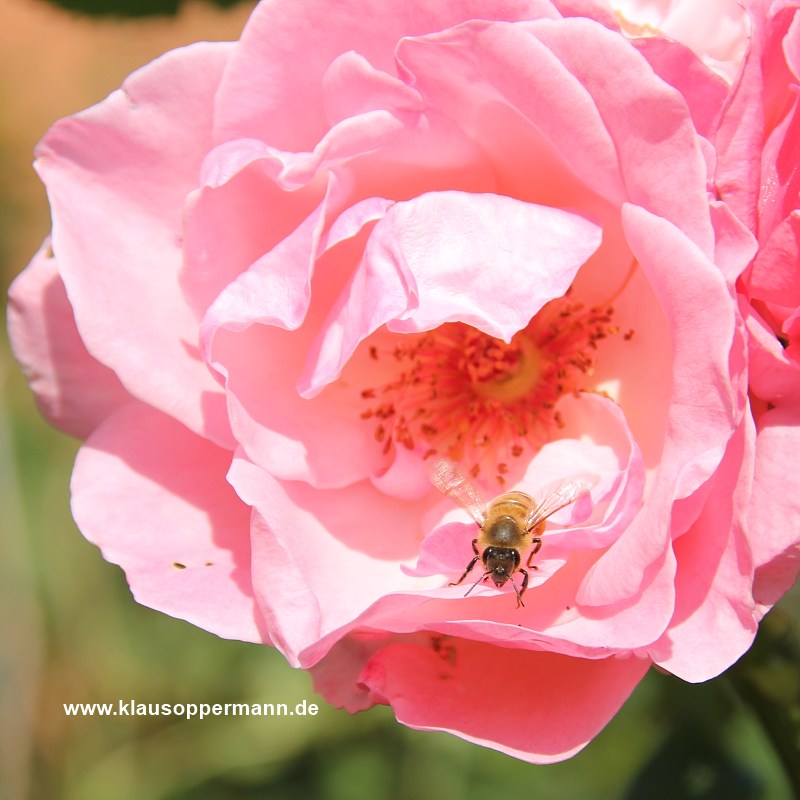 rose biene