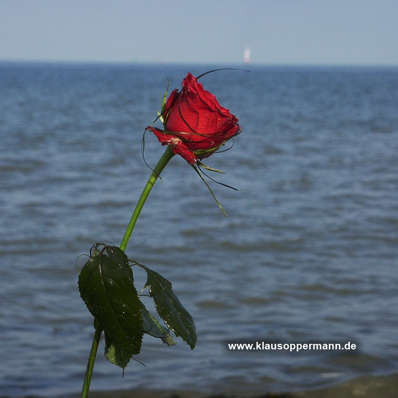 seerose