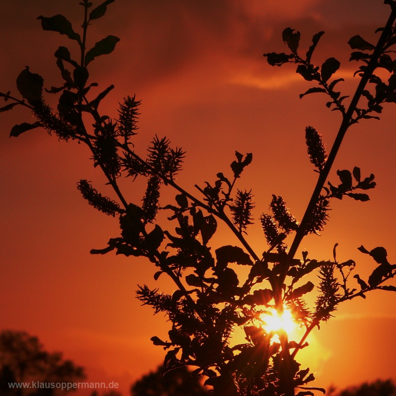 sunset 006