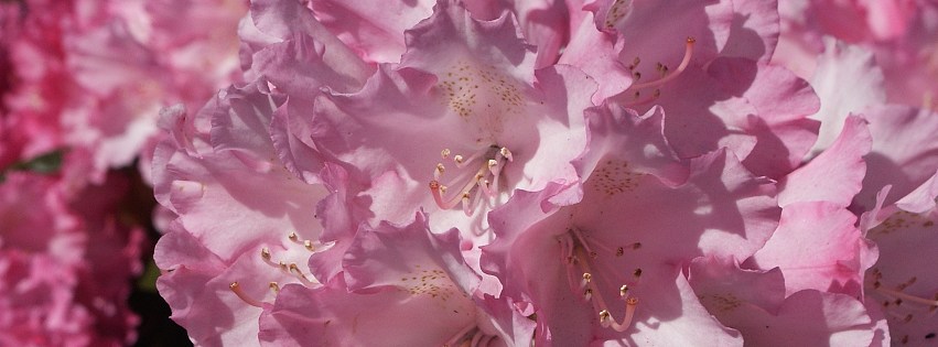 fb natur 003