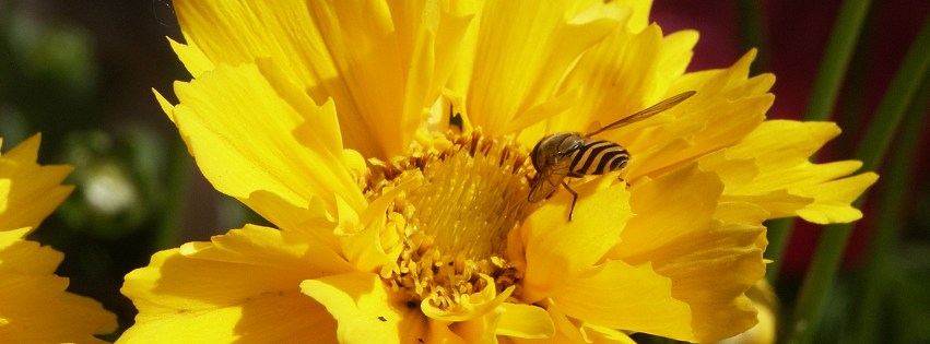 fb natur 007