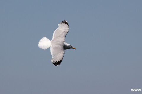 nordsee 006