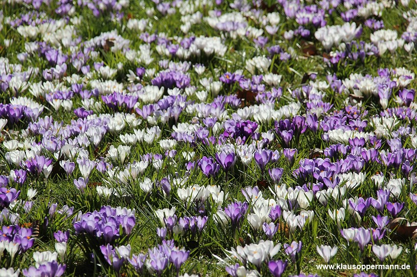 Blühende Krokusse