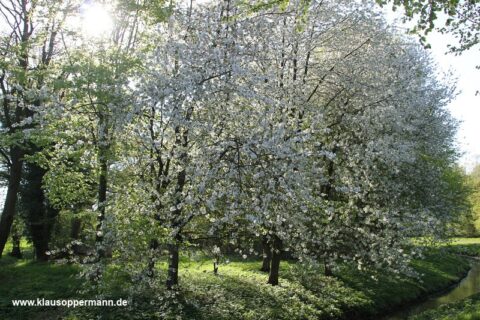 bornhorster see oldenburg 001