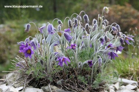 fruehling im botanischen garten oldenburg 001