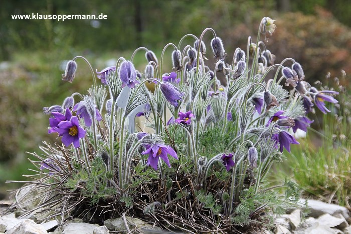 fruehling im botanischen garten oldenburg 001