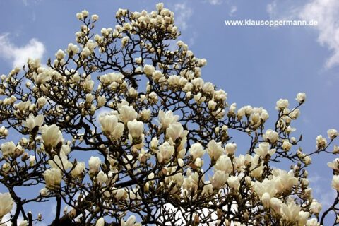 fruehling im botanischen garten oldenburg 002