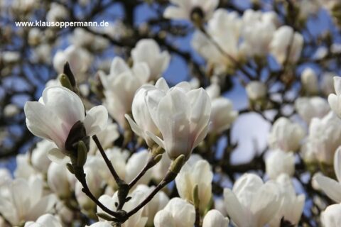 fruehling im botanischen garten oldenburg 003