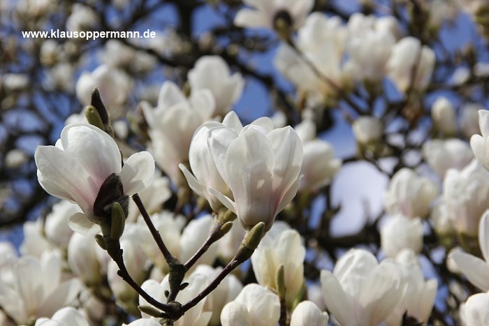 fruehling im botanischen garten oldenburg 003