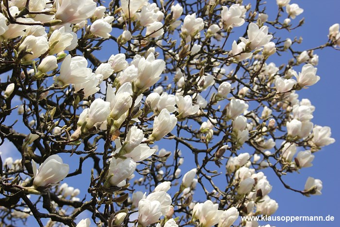 fruehling im botanischen garten oldenburg 004