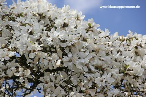 fruehling im botanischen garten oldenburg 005