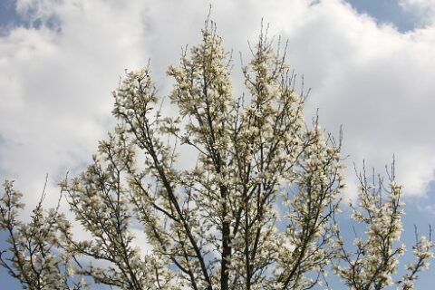 fruehling im botanischen garten oldenburg 007