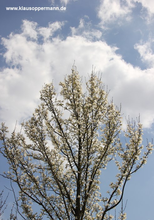 fruehling im botanischen garten oldenburg 007
