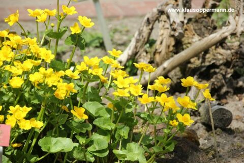 fruehling im botanischen garten oldenburg 008