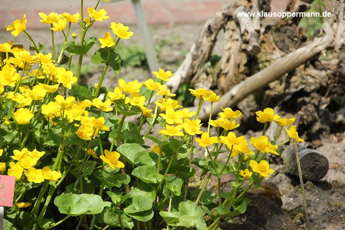 fruehling im botanischen garten oldenburg 008