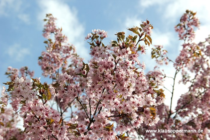 fruehling im botanischen garten oldenburg 009