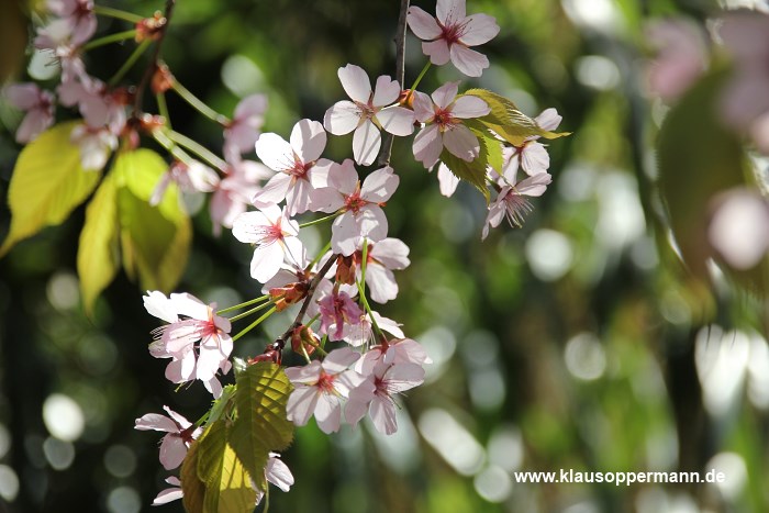 fruehling im botanischen garten oldenburg 010