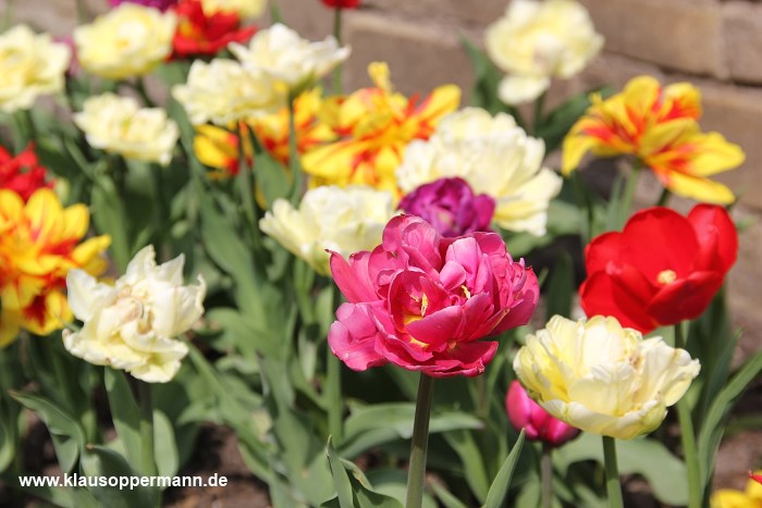 fruehling im schlossgarten oldenburg 002