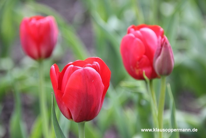 fruehling im schlossgarten oldenburg 003