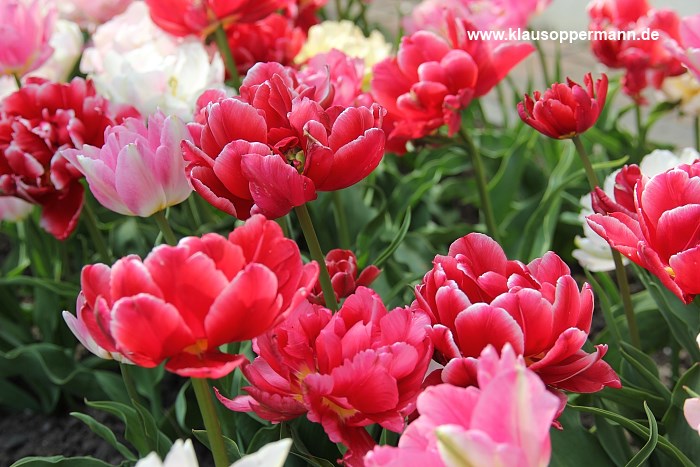 fruehling im schlossgarten oldenburg 004
