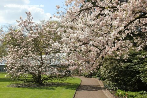 fruehling im schlossgarten oldenburg 005