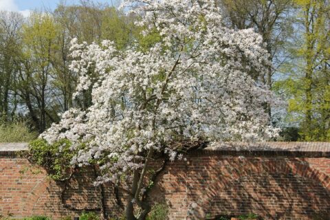 fruehling im schlossgarten oldenburg