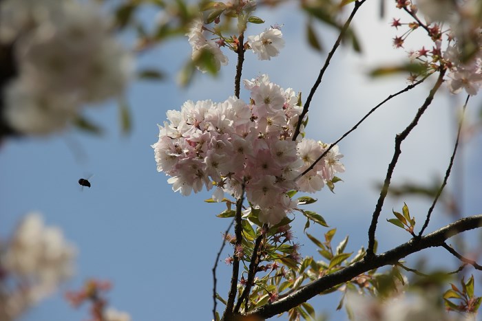 fruehling in oldenburg 001