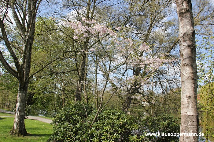 fruehling in oldenburg 002