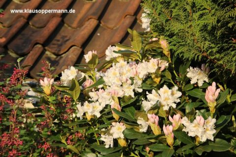 fruehling oldenburg 002