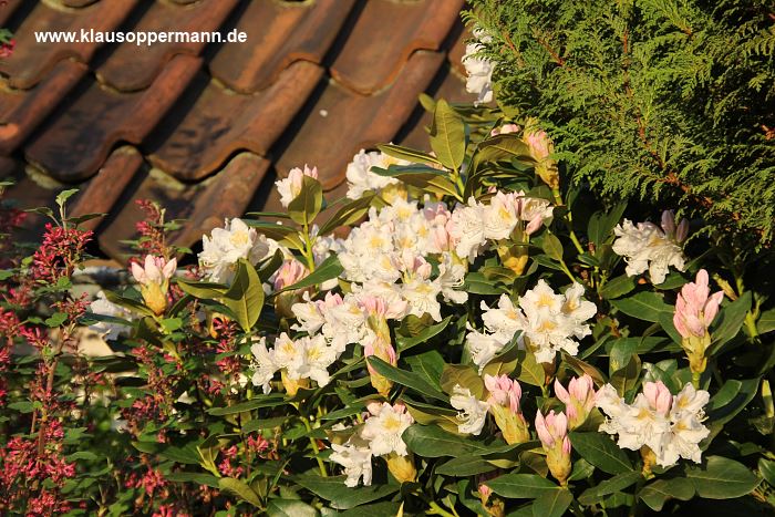 fruehling oldenburg 002