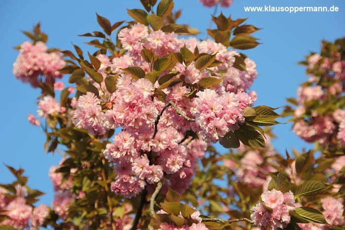 fruehling oldenburg 003
