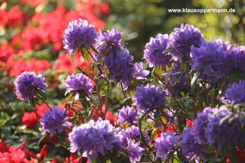 fruehling oldenburg 004