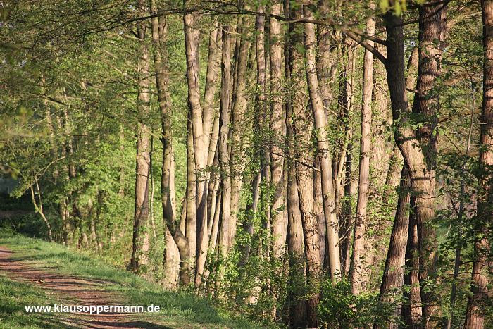 fruehling oldenburg 007