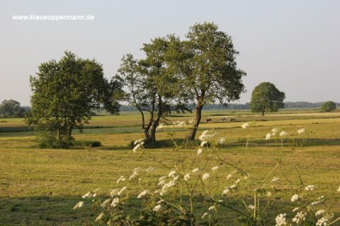 bornhorster see oldenburg 021