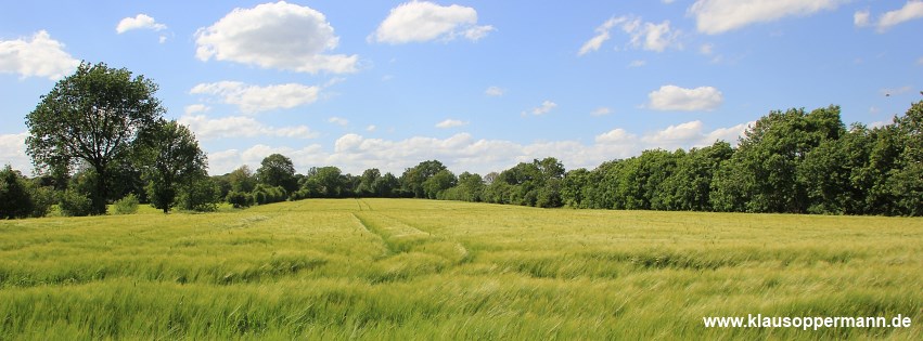 getreidefeld 002
