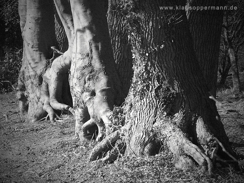 Old Trees