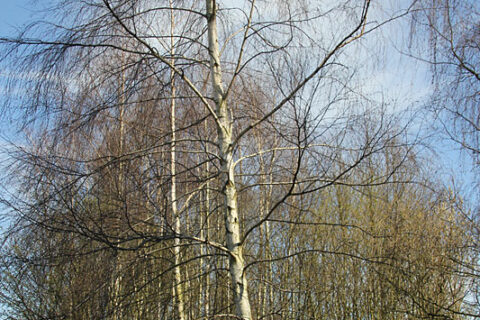 Oldenburg Maerz 014