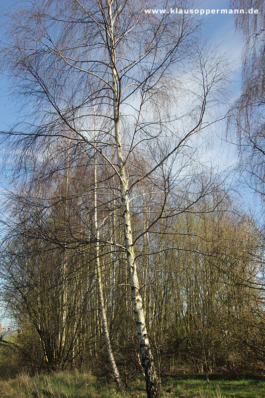 Oldenburg Maerz 014