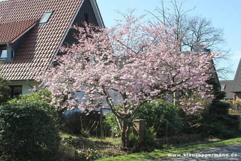 Oldenburg Maerz 016