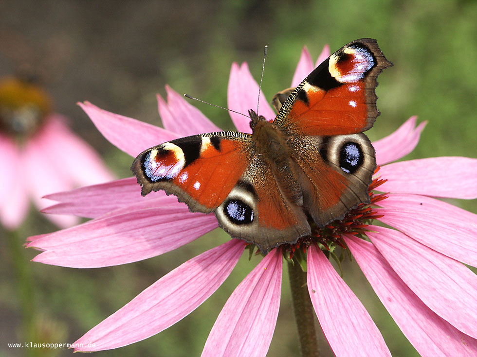 Schmetterling 001