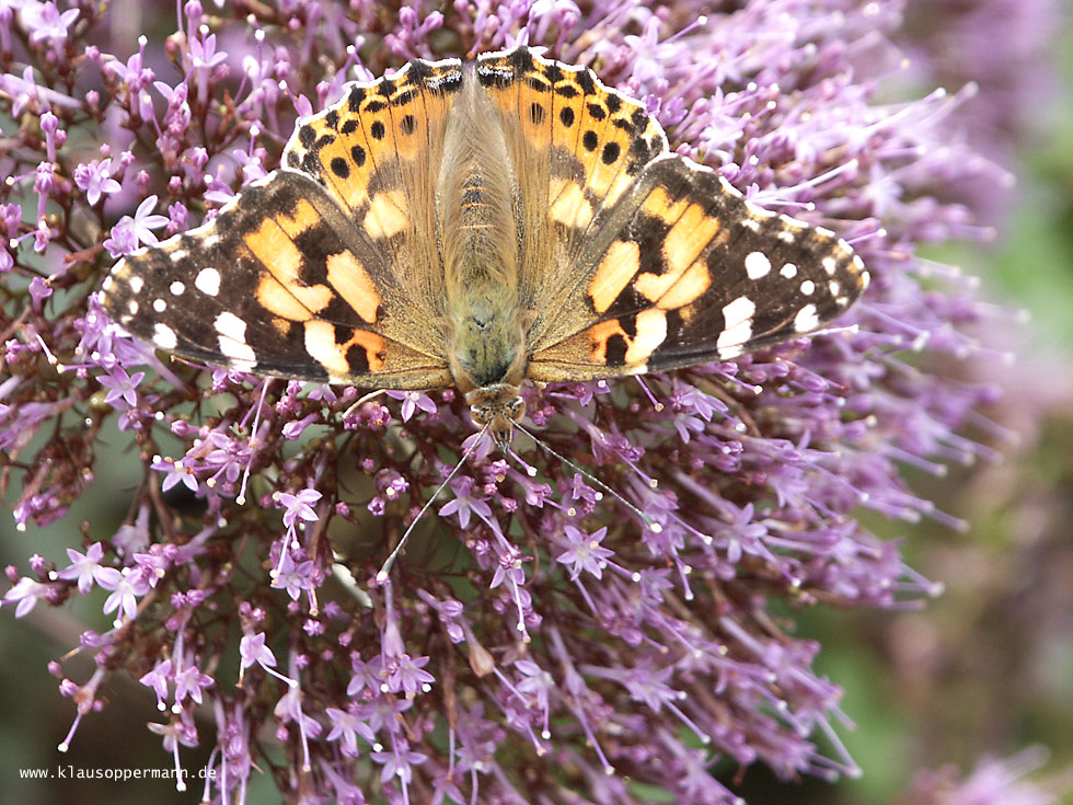 Schmetterling 002