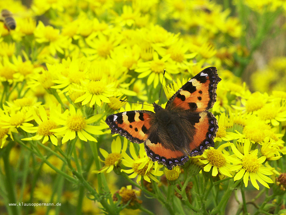 Schmetterling 010
