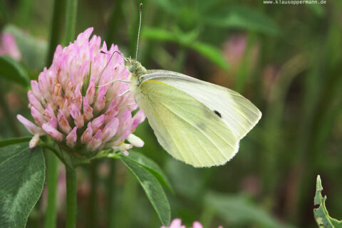 Schmetterling 011