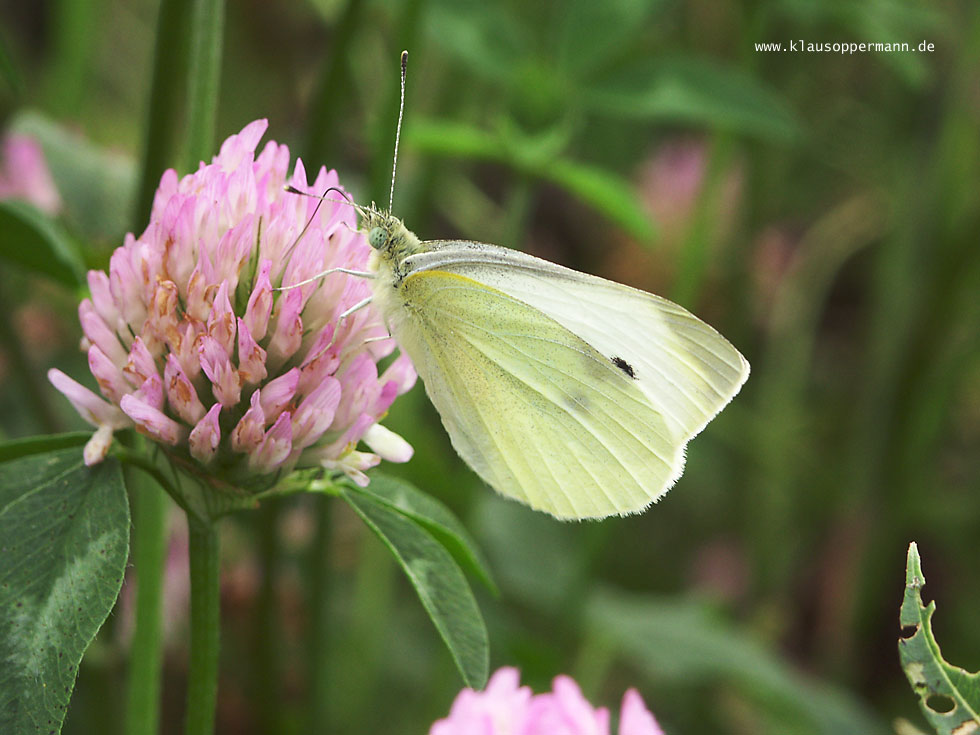 Schmetterling 011