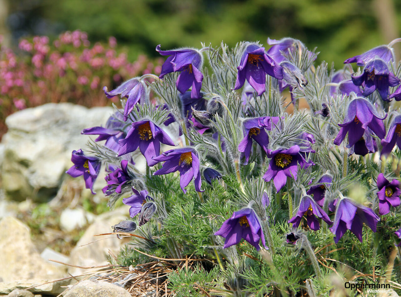 Botanischer Garten 1