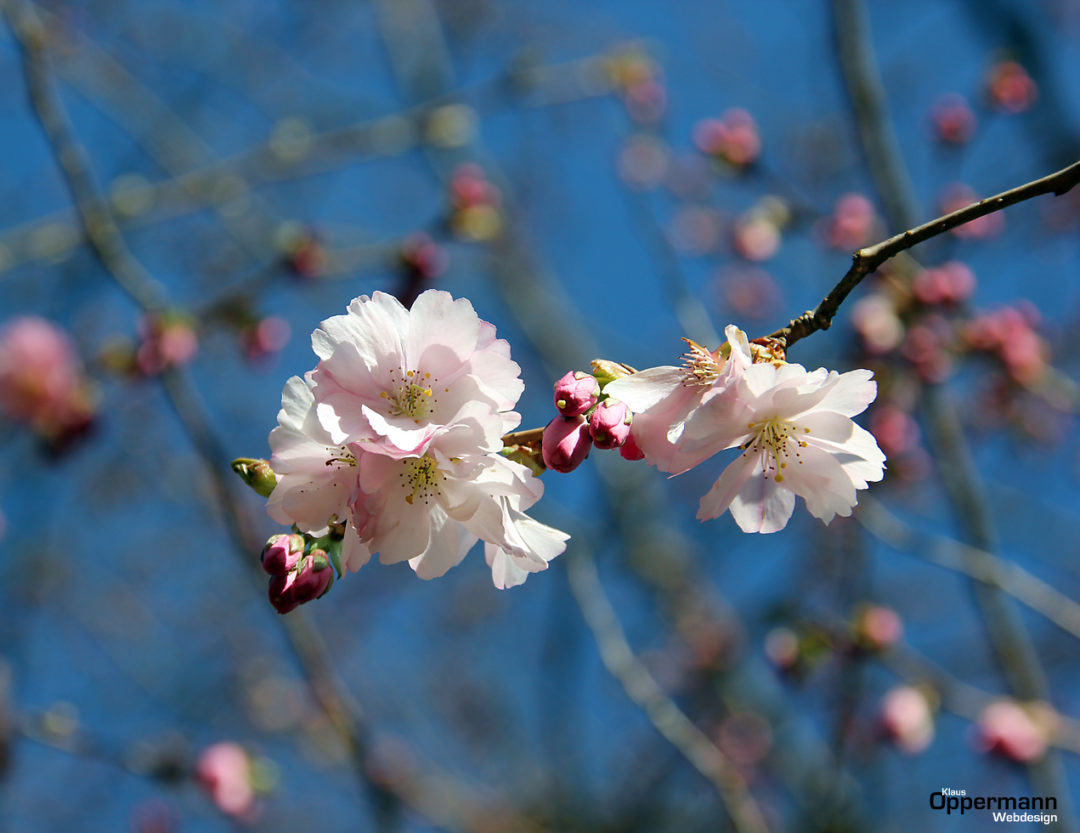 Oldenburg April 2016 001