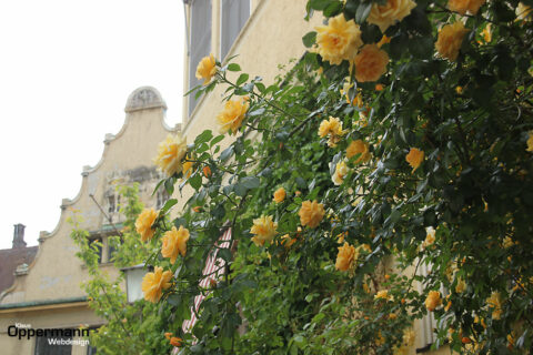 Lindau Bodensee Rosen Altstadt