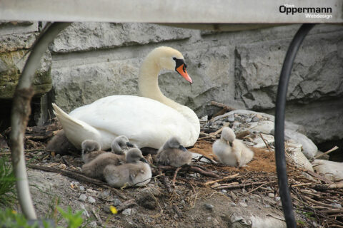 Lindau Bodensee Schwan Kuecken Schwimmvogel Nest